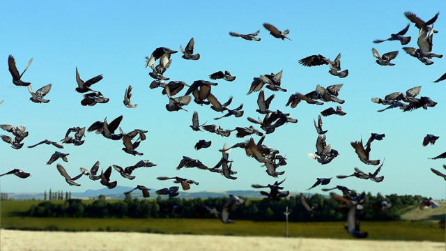 Conoce todo sobre las aves con estas apps para amantes de los pájaros