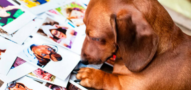 Conoce los mejores sitios para amantes de los animales