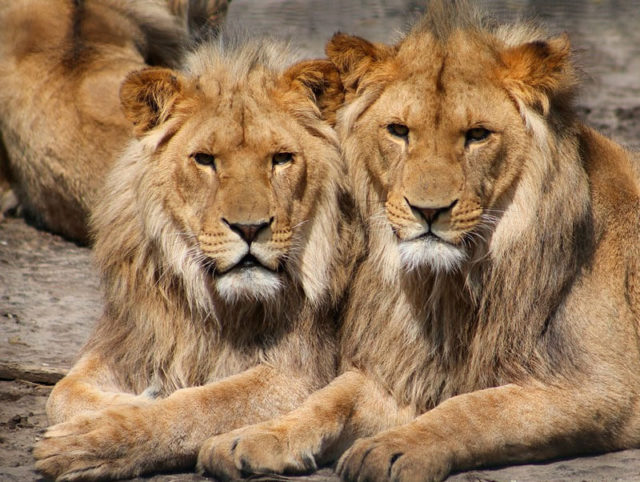 ¡Día Mundial de los Animales! Saca tus entradas para ir al zoo