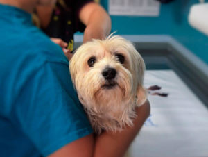 Seguros para mascotas: todo lo que debes saber