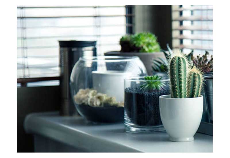 Plantas decoración en el hogar