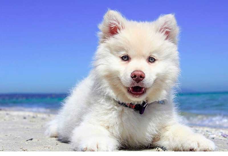 Viajar con tu mascota