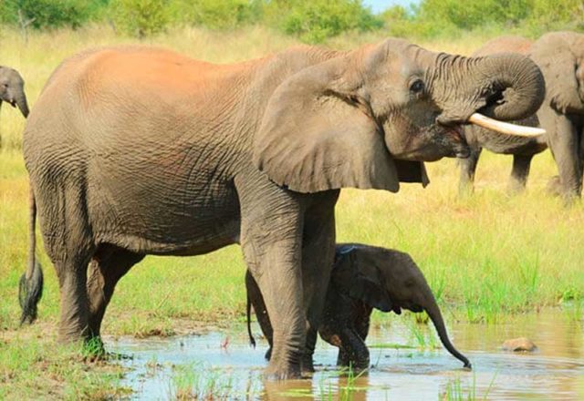 ¡Consigue tus entradas para celebrar el Día Mundial de los Animales en el Safari Madrid!