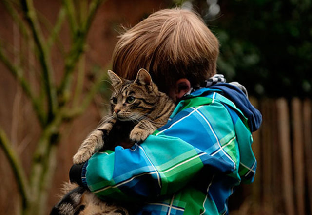 Las razas de gatos más cariñosas con los niños